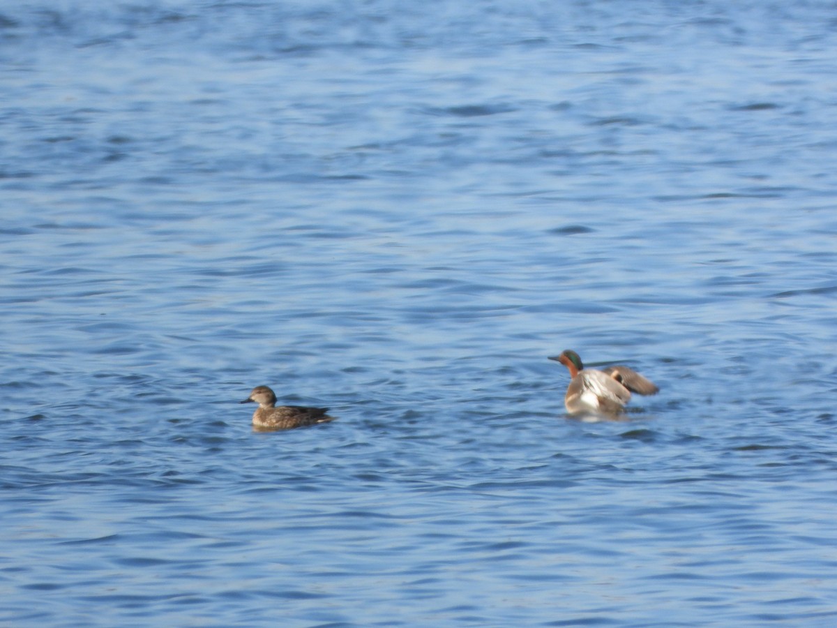 Green-winged Teal - ML612850158