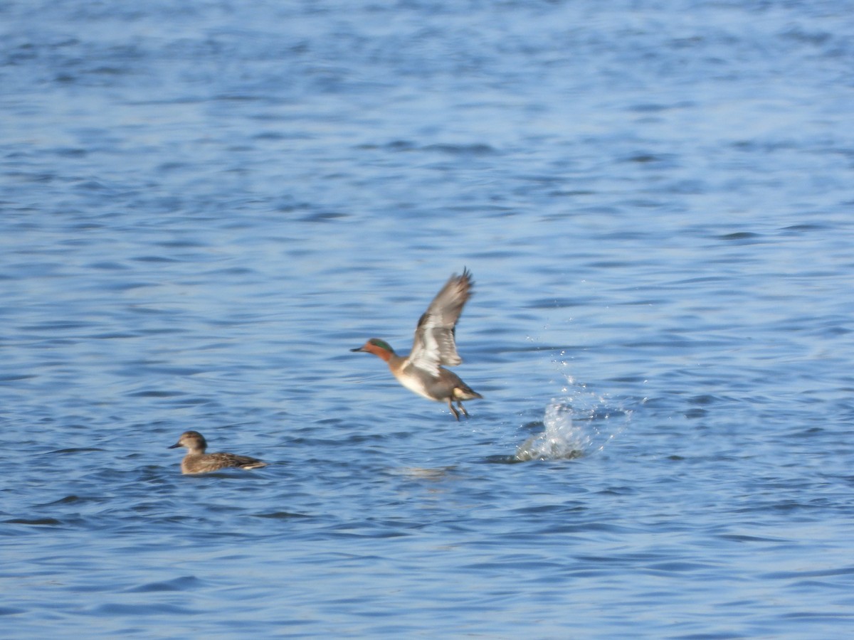 Green-winged Teal - ML612850159