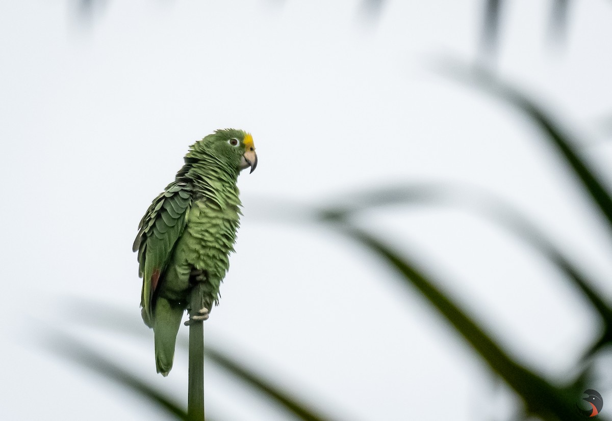 Yellow-crowned Parrot - ML612850434