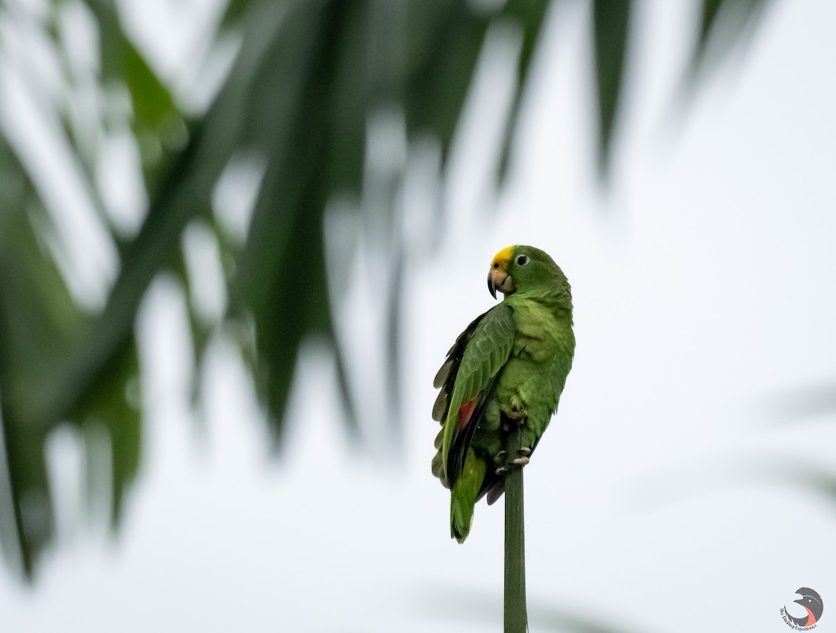 Yellow-crowned Parrot - ML612850435