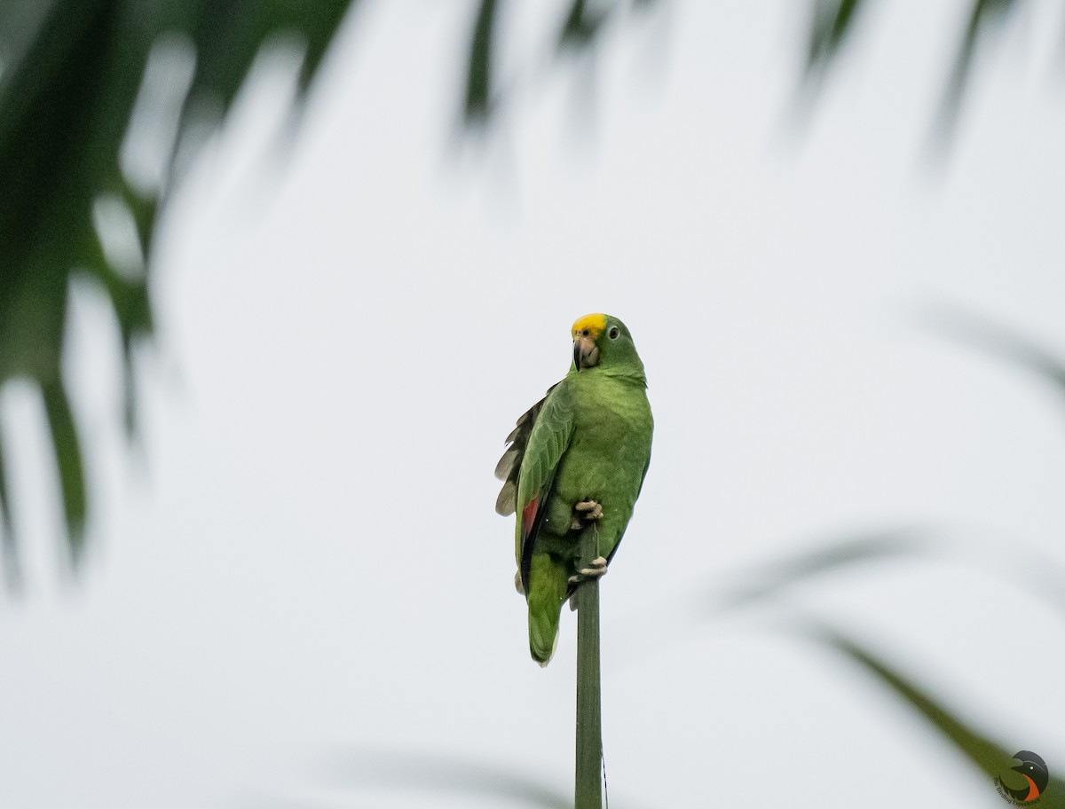 Yellow-crowned Parrot - ML612850436