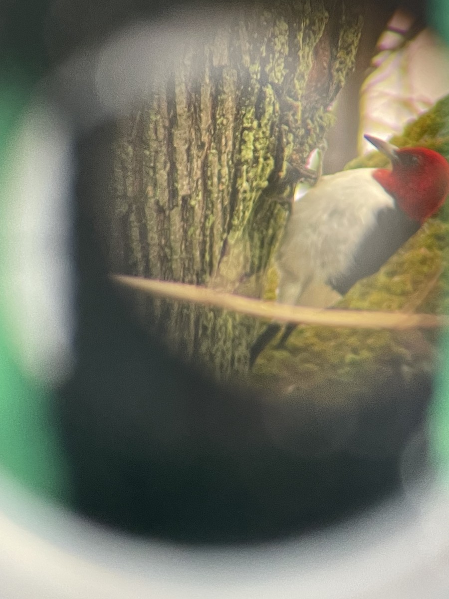 Red-headed Woodpecker - ML612850479