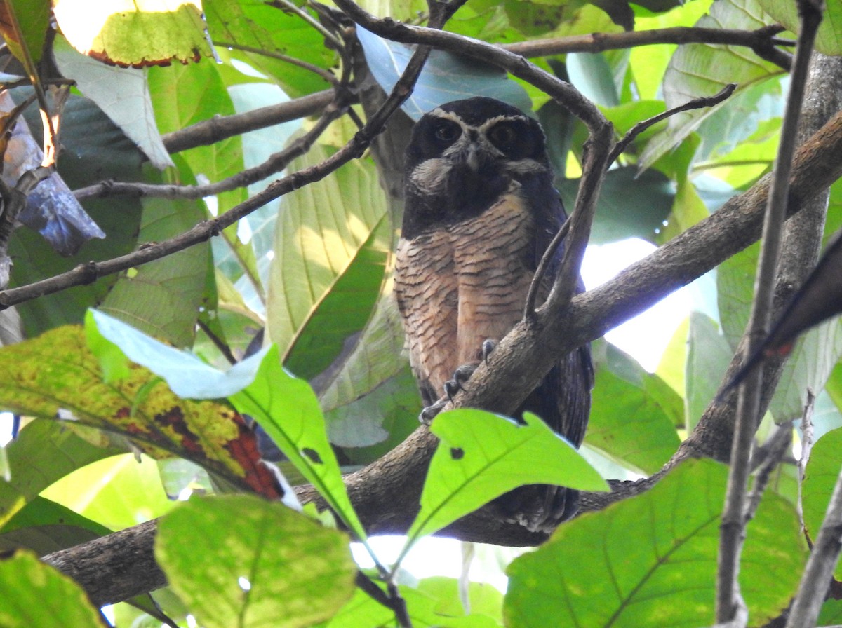 Spectacled Owl - ML612850637