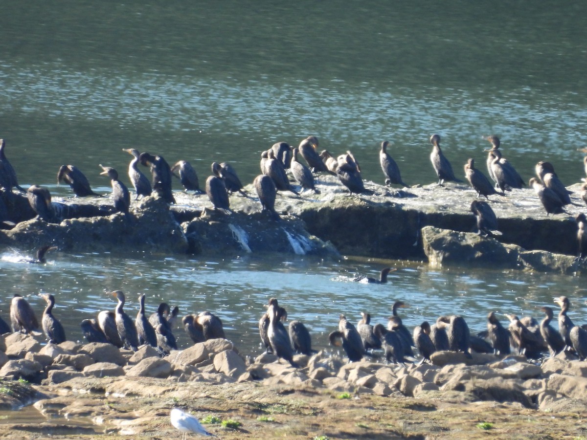 Double-crested Cormorant - ML612850831