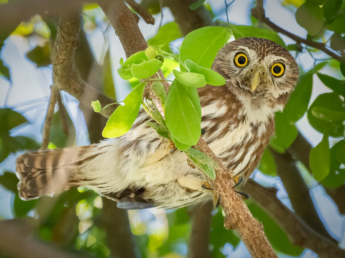 Ferruginous Pygmy-Owl - Hans Petermann