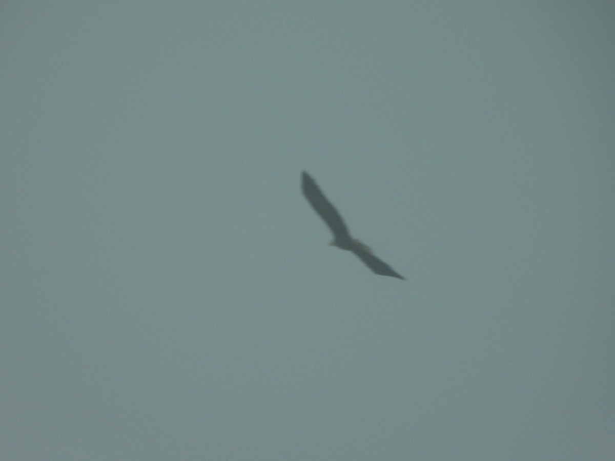 Белоголовый орлан - ML612851756