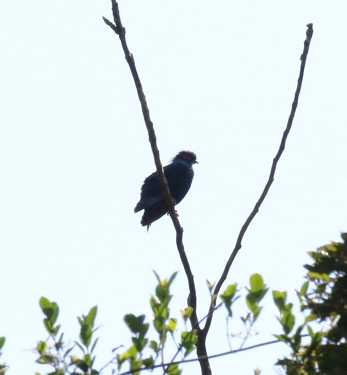 Madagascar Blue-Pigeon - Sandy Vorpahl