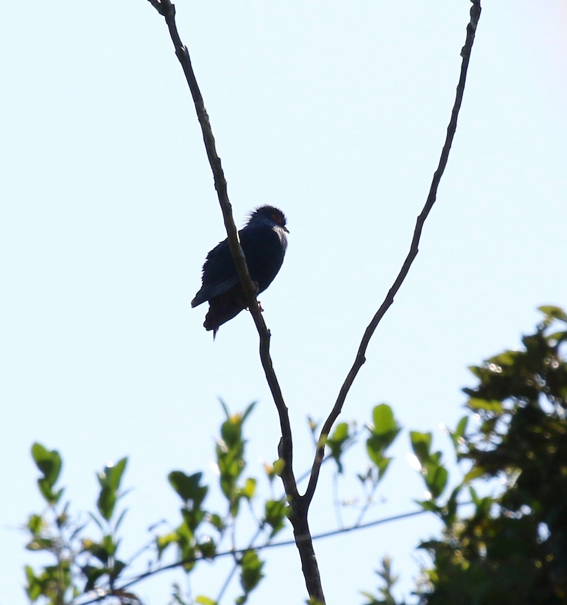 Madagascar Blue-Pigeon - ML612851917