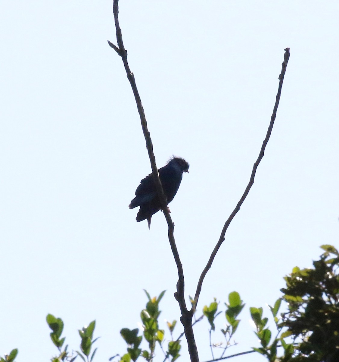 Madagascar Blue-Pigeon - ML612851921