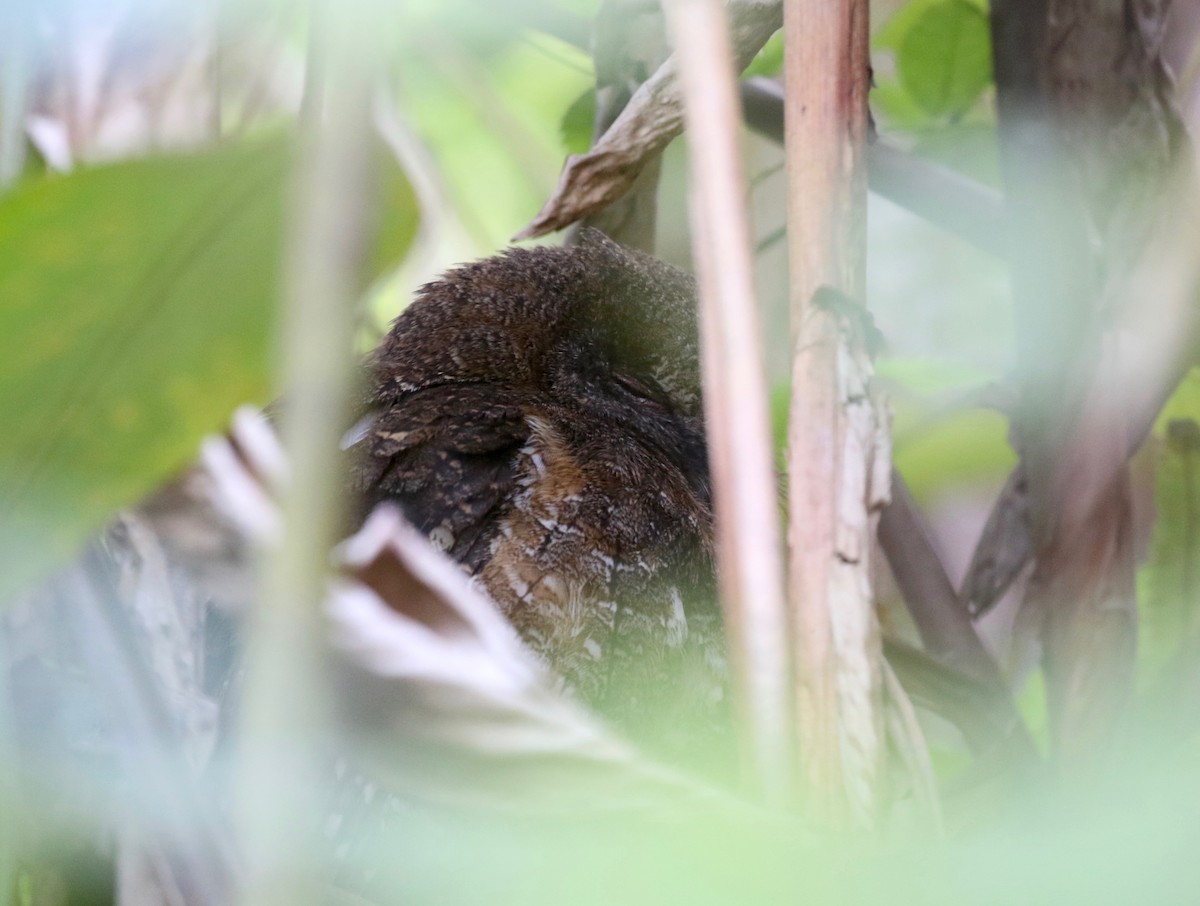 Madagascar Scops-Owl (Rainforest) - ML612852175