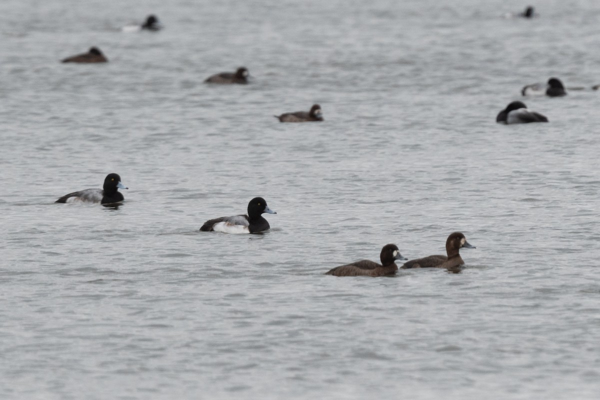 Greater Scaup - ML612852207