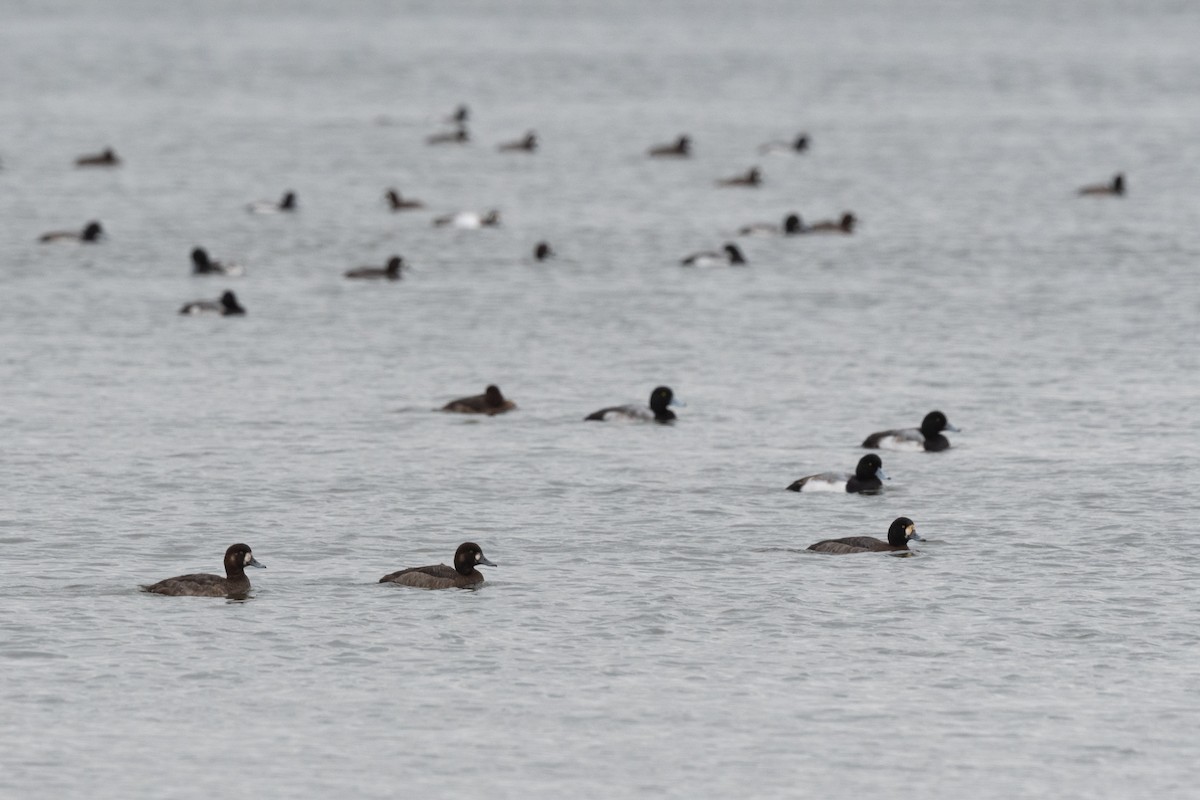 Greater Scaup - ML612852210