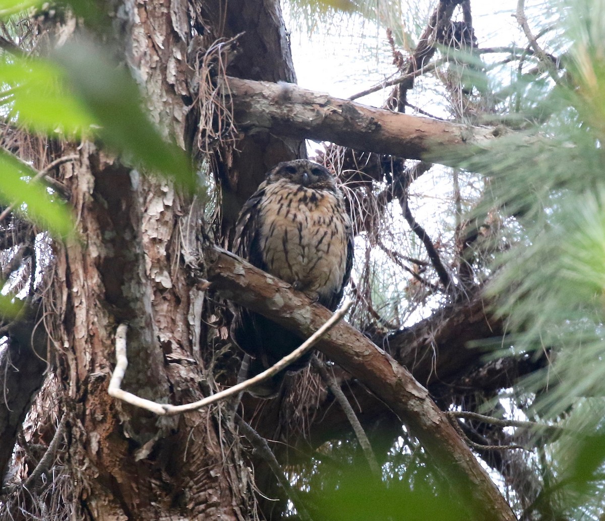 Madagascar Owl - ML612852254