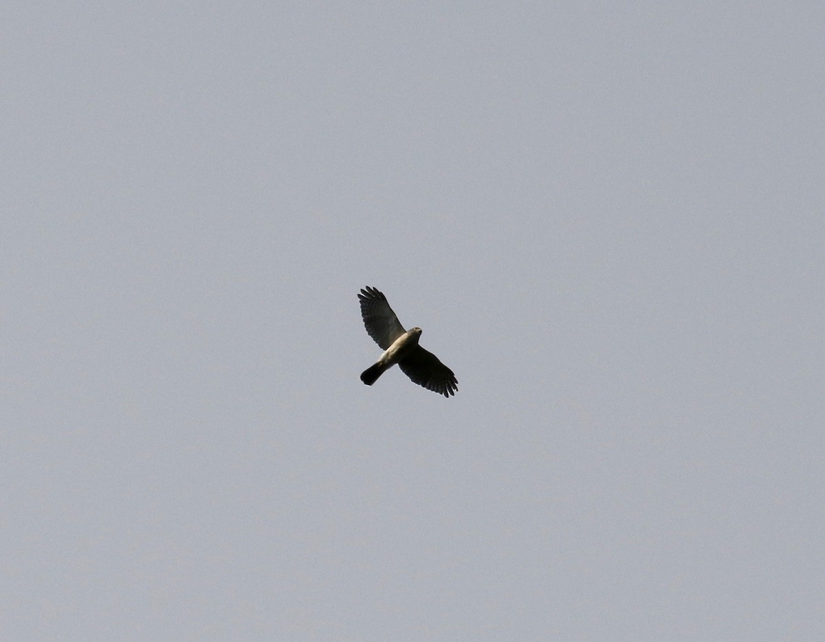 Madagascar Sparrowhawk - ML612852391
