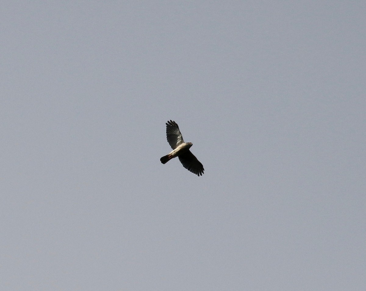 Madagascar Sparrowhawk - ML612852393