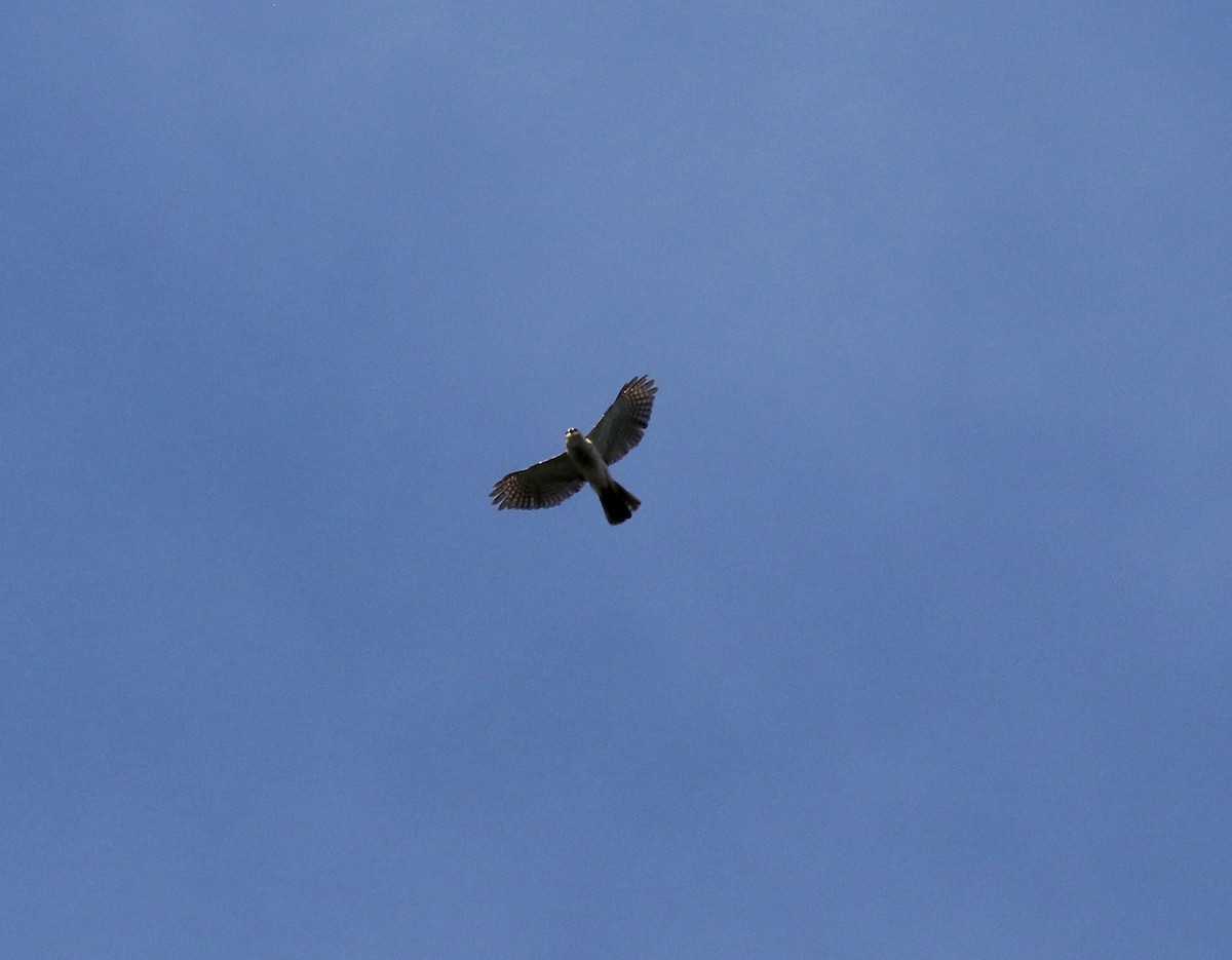 Madagascar Sparrowhawk - ML612852395