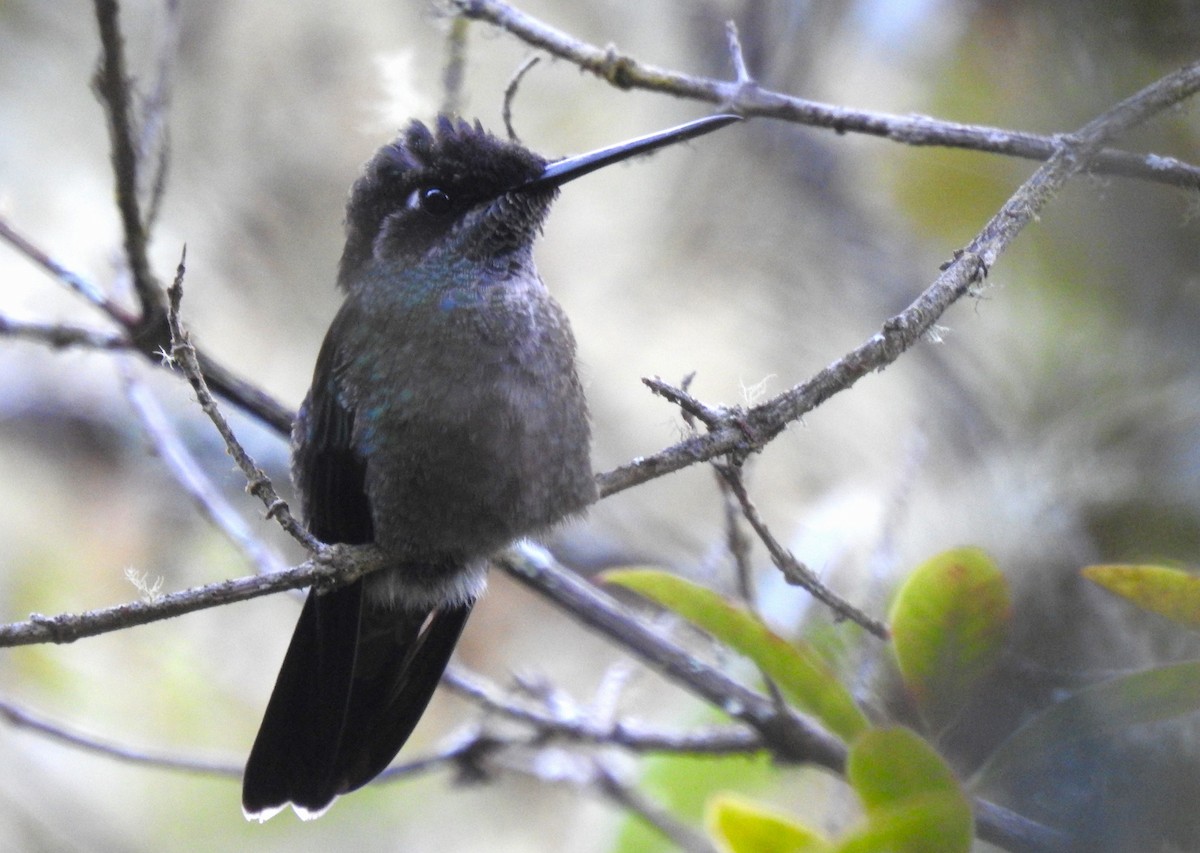 Talamanca Hummingbird - ML612852888