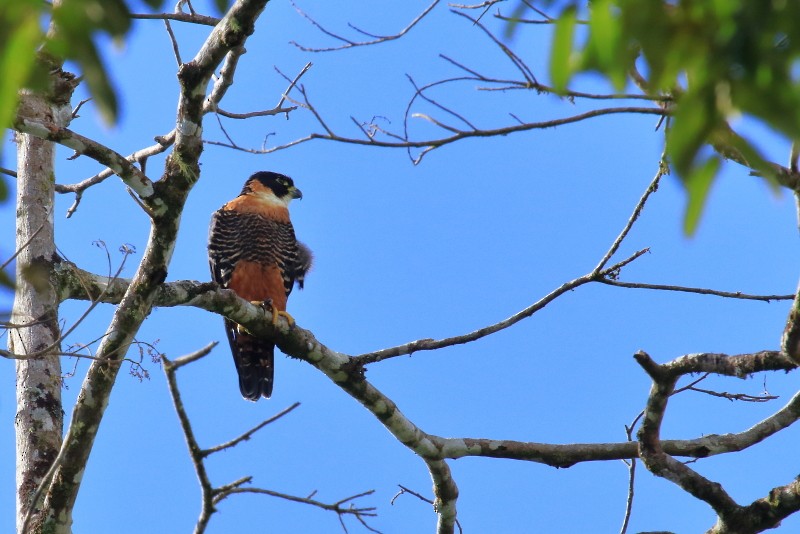 Orange-breasted Falcon - ML612853008