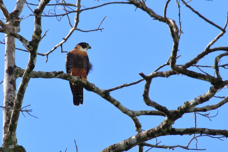 Orange-breasted Falcon - nigel lallsingh