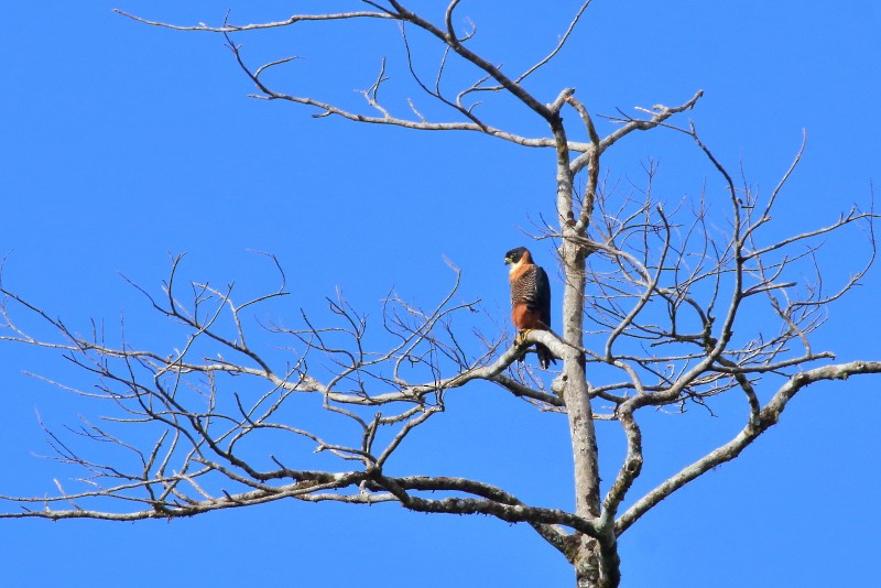 Orange-breasted Falcon - ML612853010