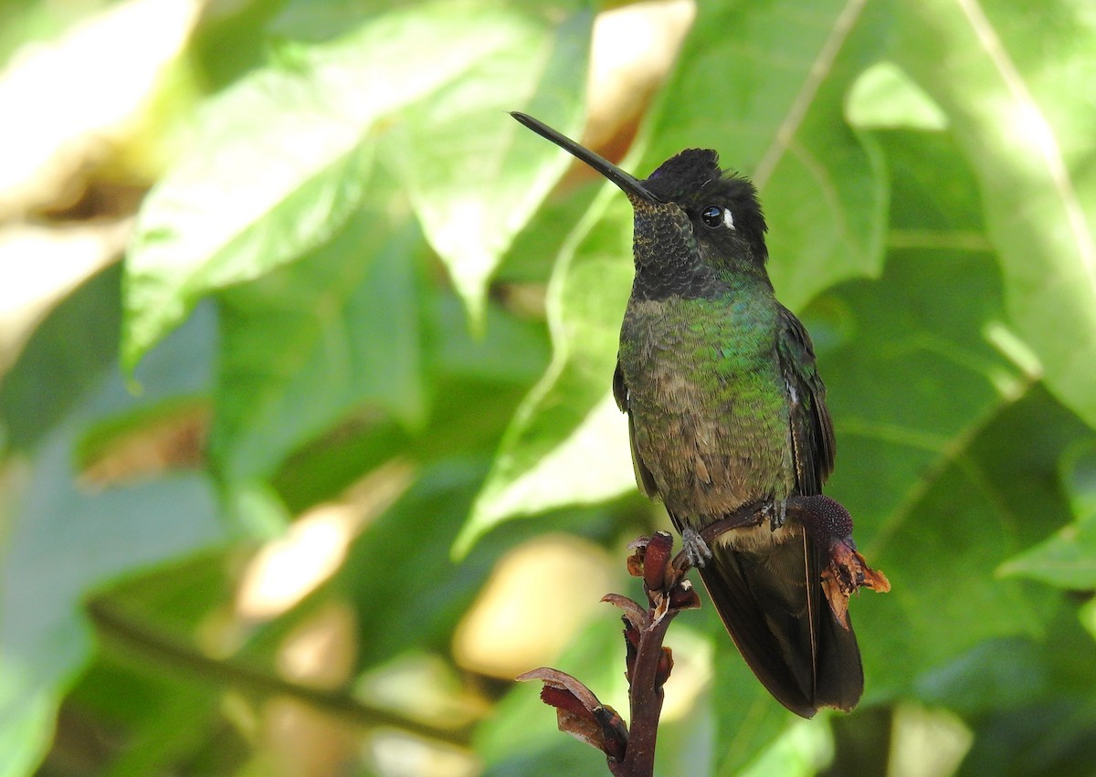 Talamanca Hummingbird - ML612853138