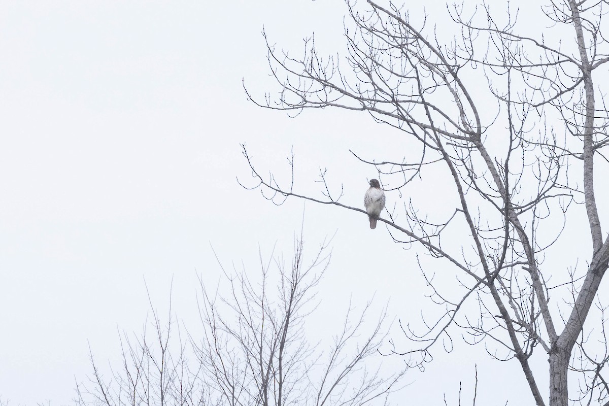 Red-tailed Hawk (borealis) - Alex Lamoreaux