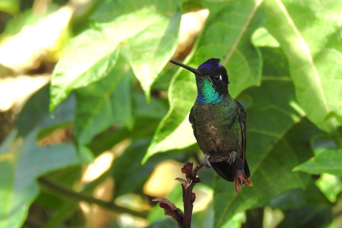 Talamanca Hummingbird - ML612853200
