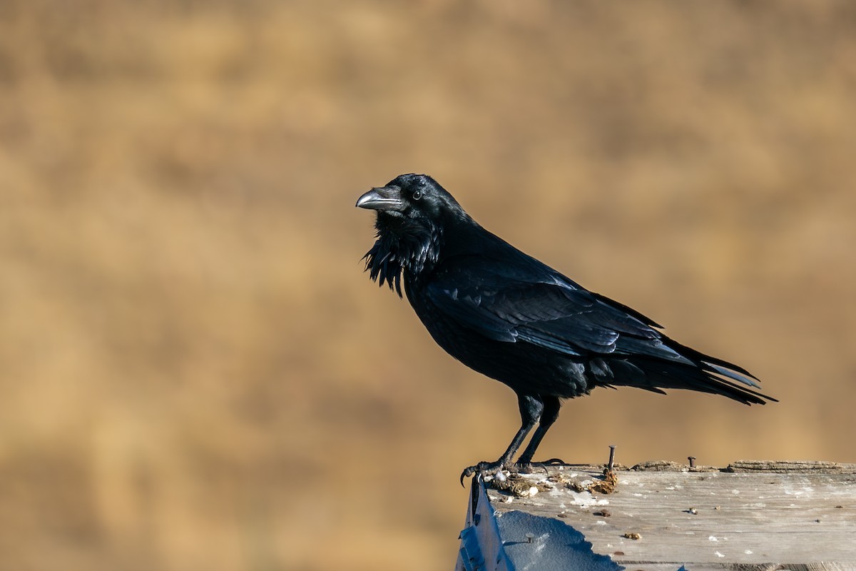 Common Raven - Shawn Moorman