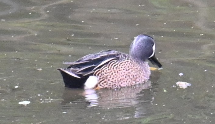 Blue-winged Teal - ML612853237