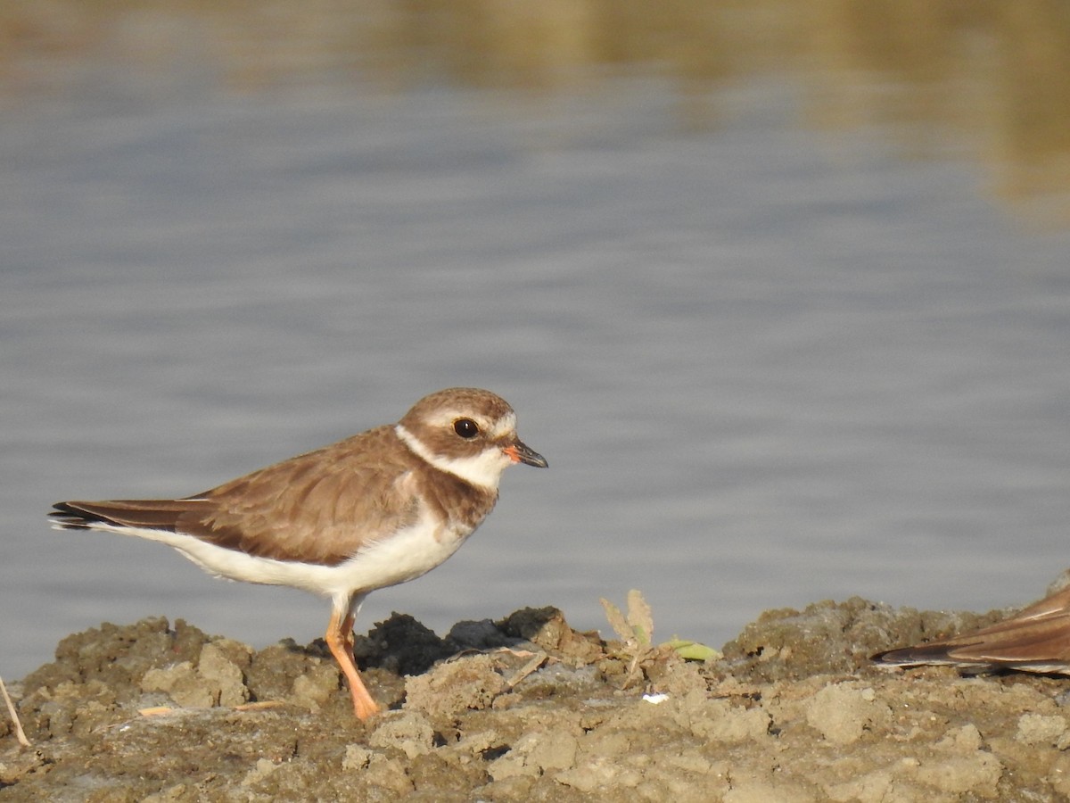 Semipalmated Plover - ML612853312