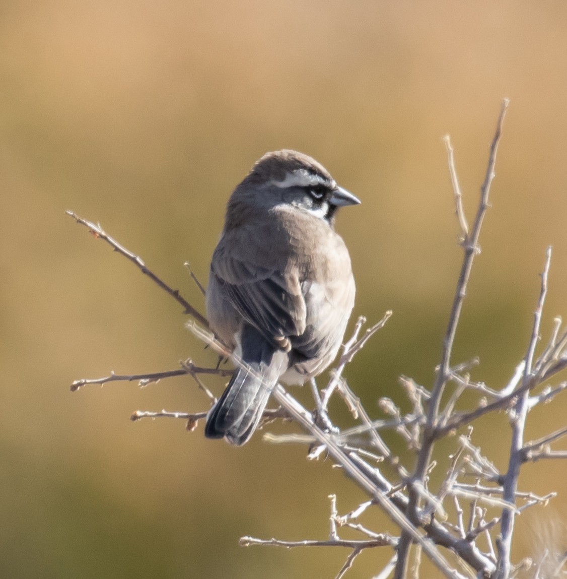 Black-throated Sparrow - David Hoar