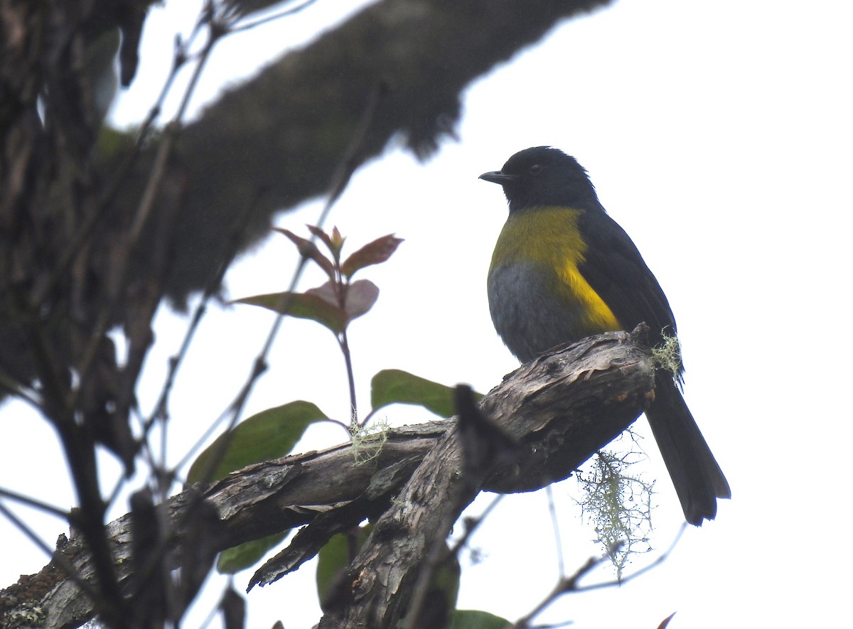 Black-and-yellow Silky-flycatcher - ML612853572