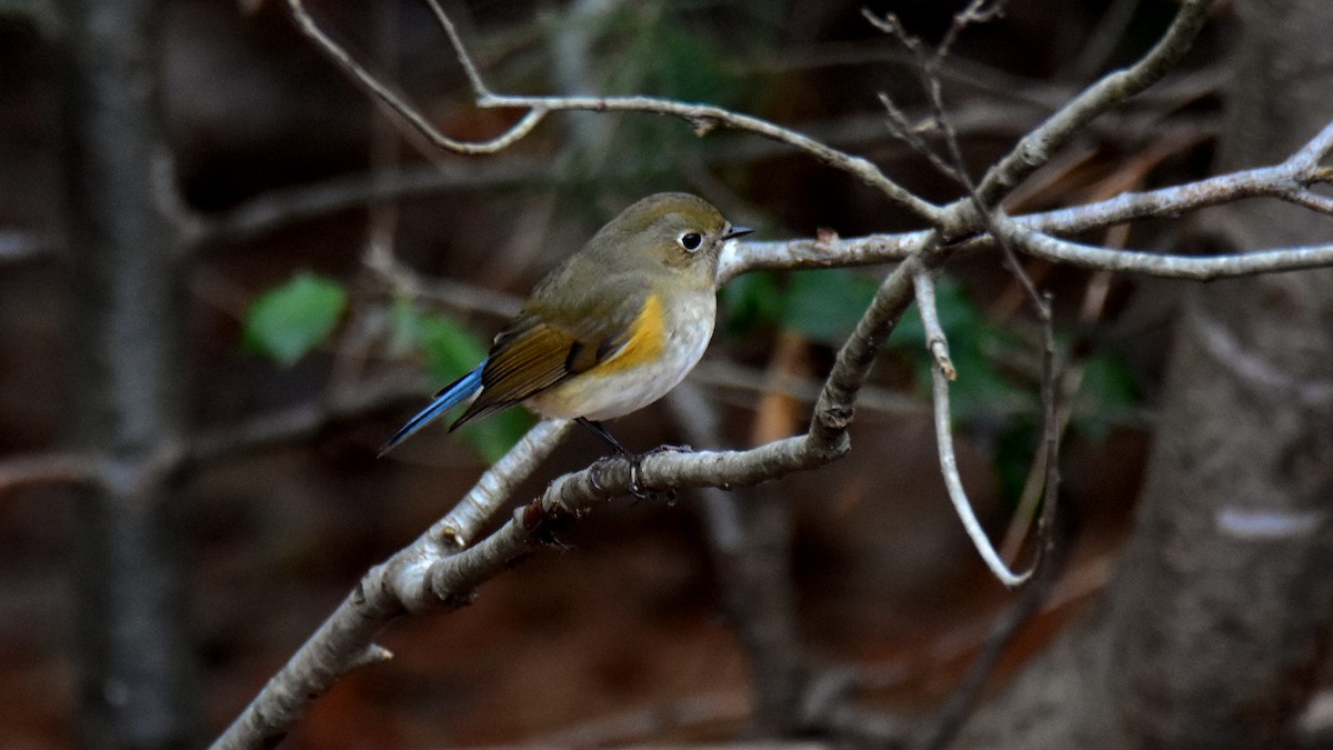 Red-flanked Bluetail - ML612853666