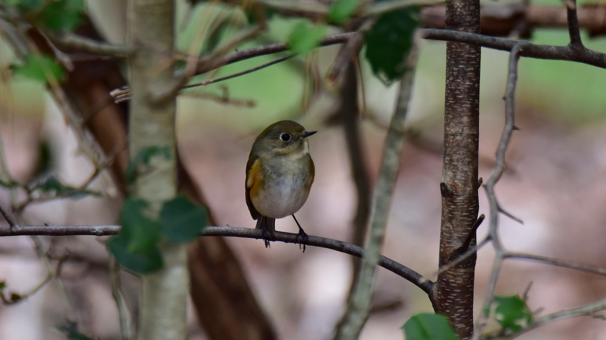 Red-flanked Bluetail - ML612853667