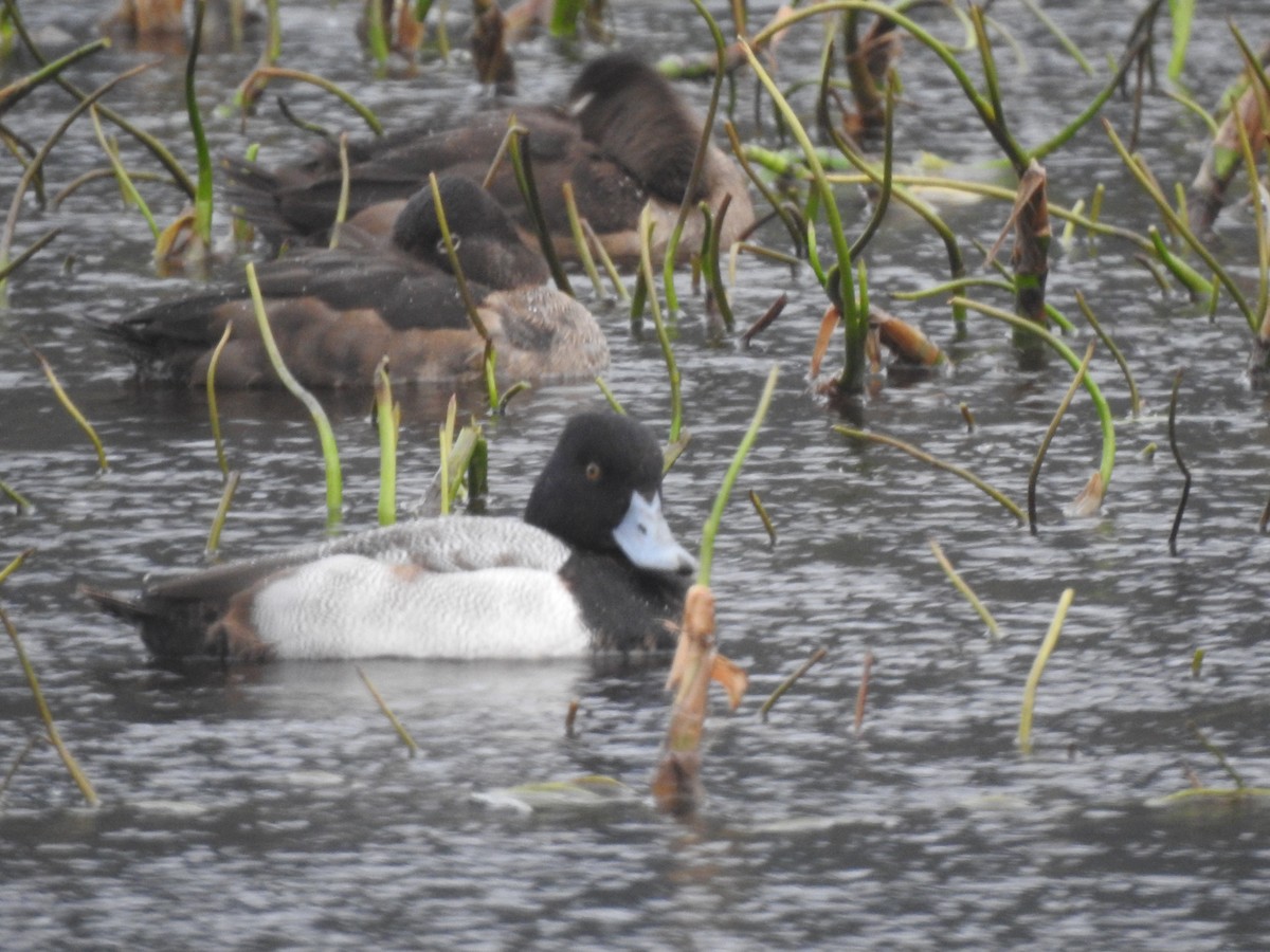 Greater Scaup - ML612853745