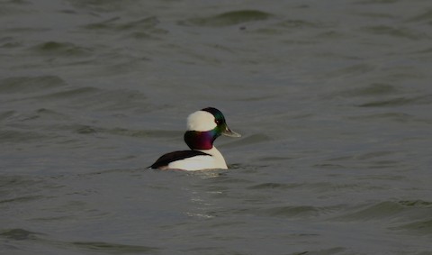 Cackling Goose - eBird