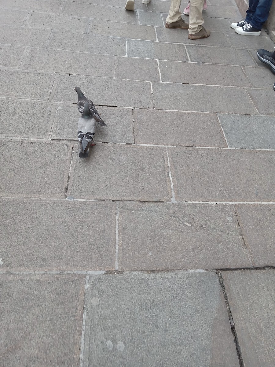 Rock Pigeon (Feral Pigeon) - ML612853911