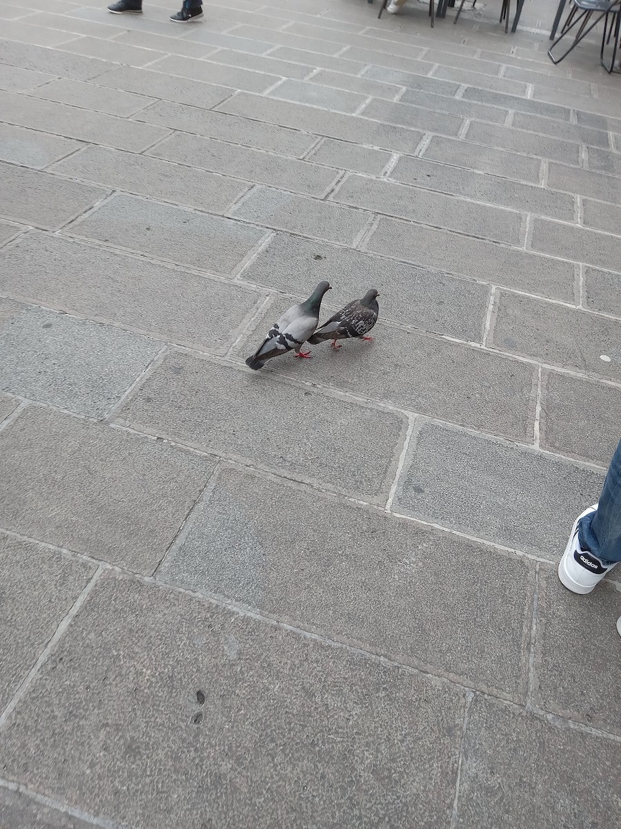 Rock Pigeon (Feral Pigeon) - ML612853912