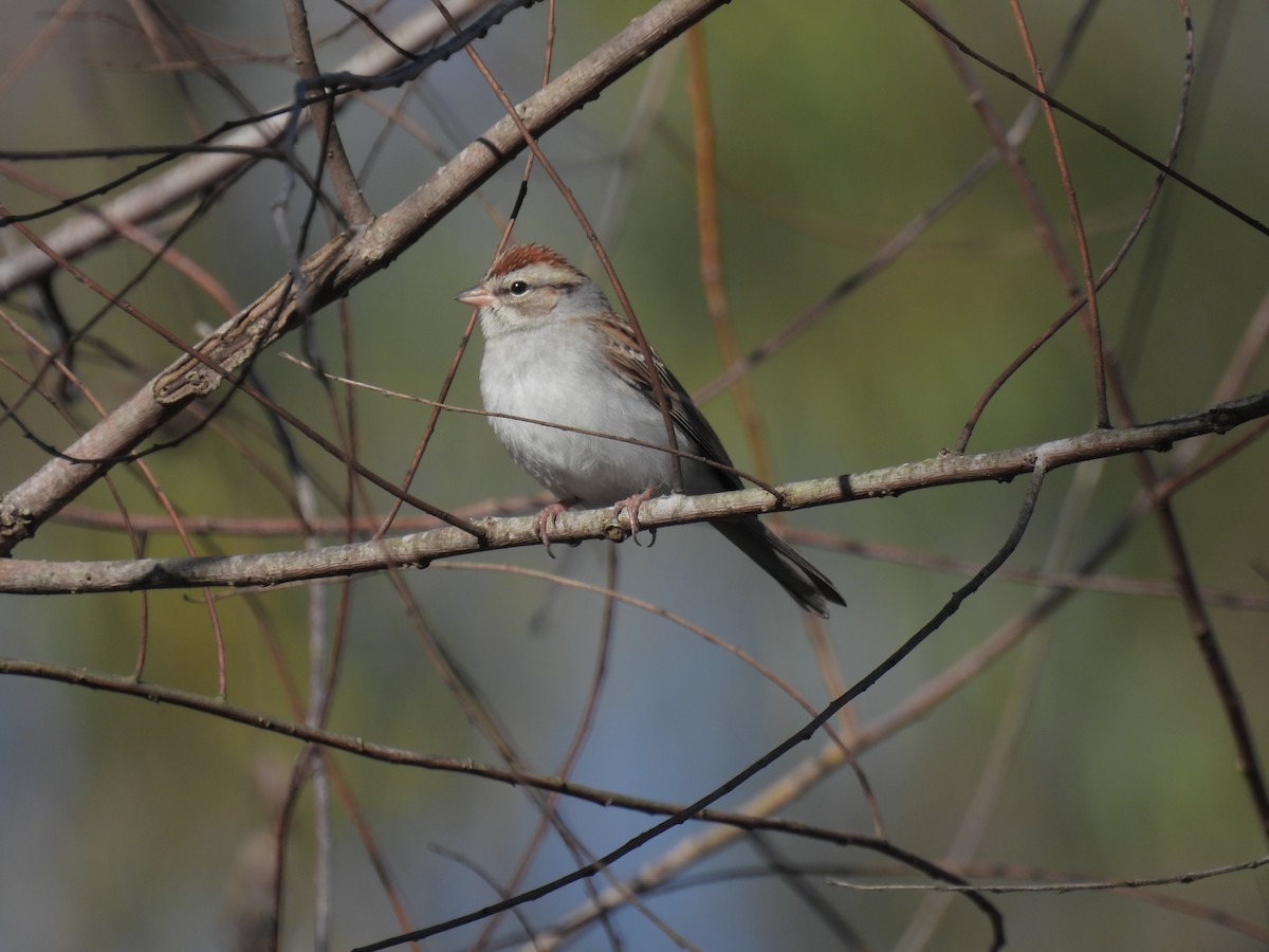 Chipping Sparrow - ML612853996