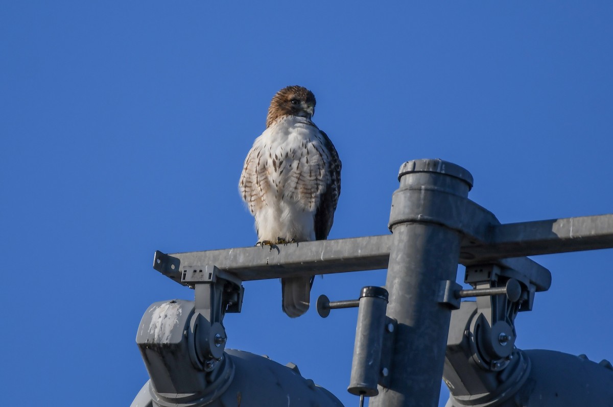 Red-tailed Hawk - ML612854373