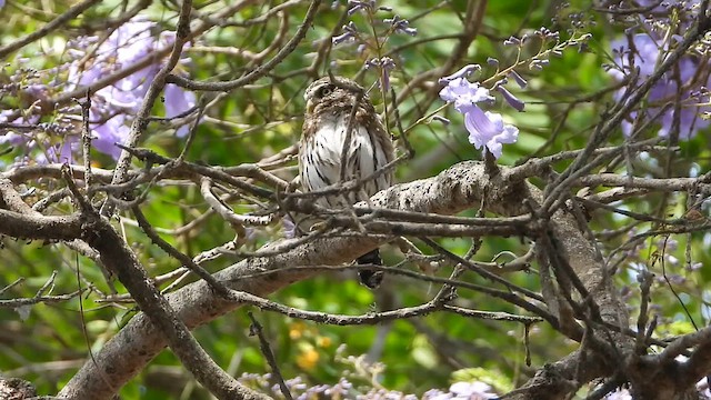 Peruvian Pygmy-Owl - ML612854378