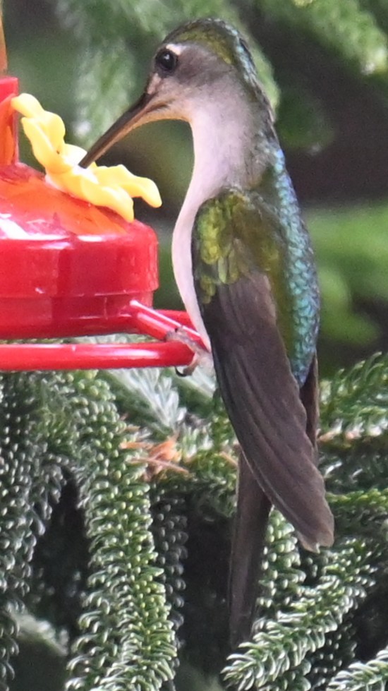 Wedge-tailed Sabrewing (Curve-winged) - ML612854707