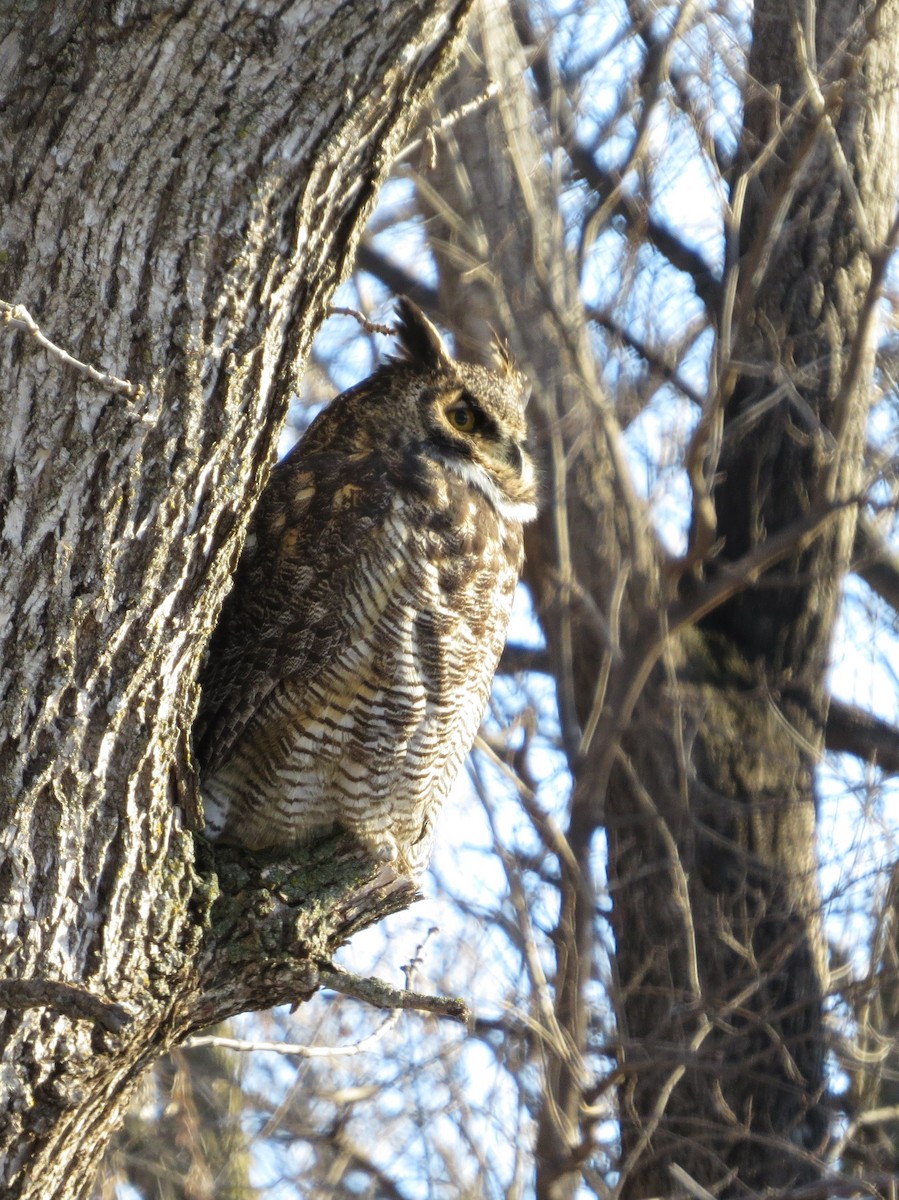 Great Horned Owl - ML612855010