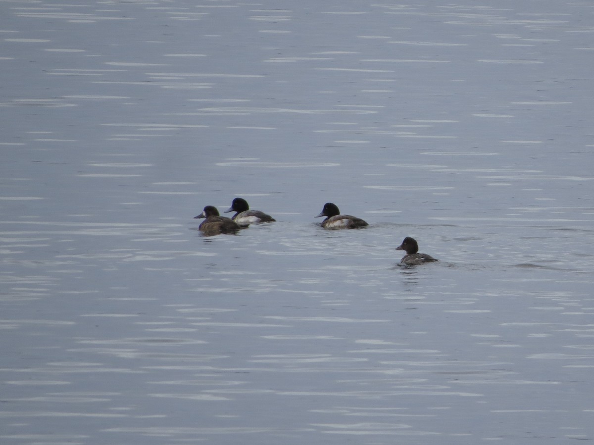 Greater Scaup - Philip Nearing