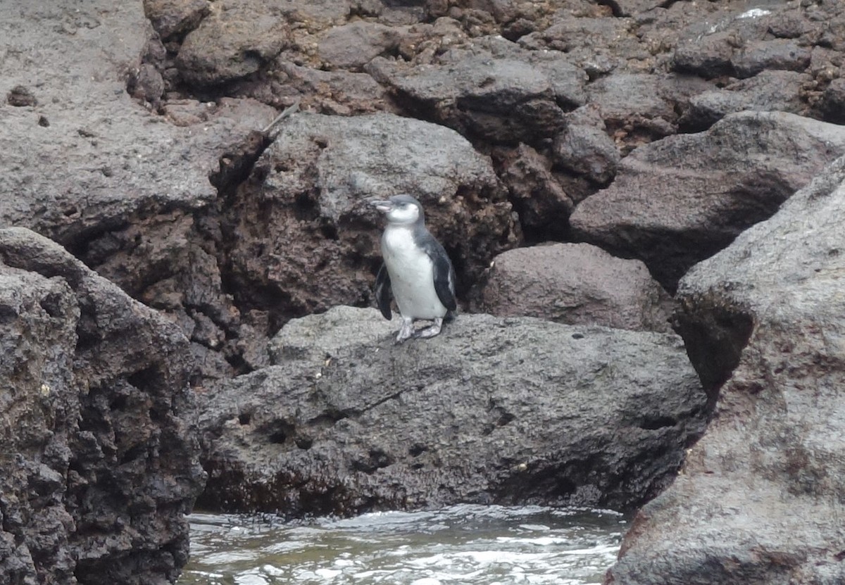 Galapagos Penguin - ML612855285