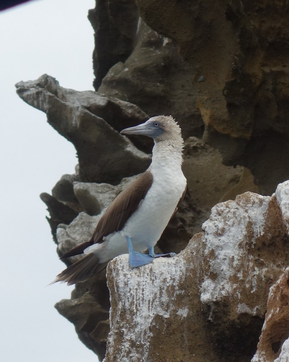 Blue-footed Booby - ML612855371