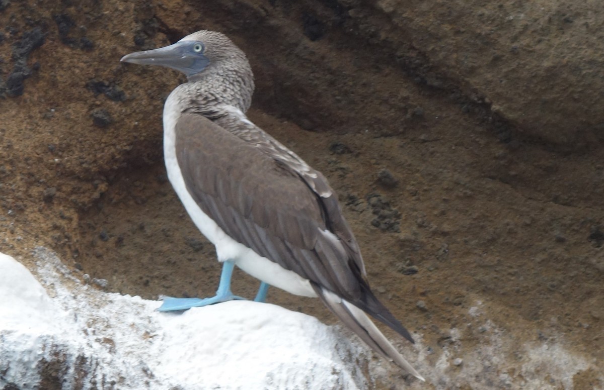 Blue-footed Booby - ML612855495