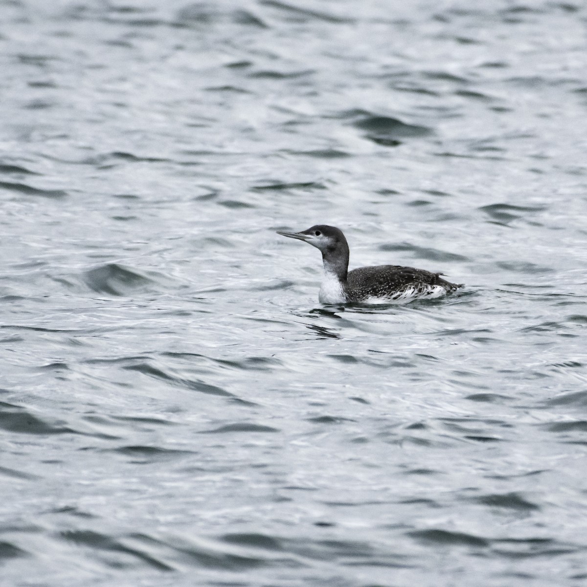 Red-throated Loon - ML612855545