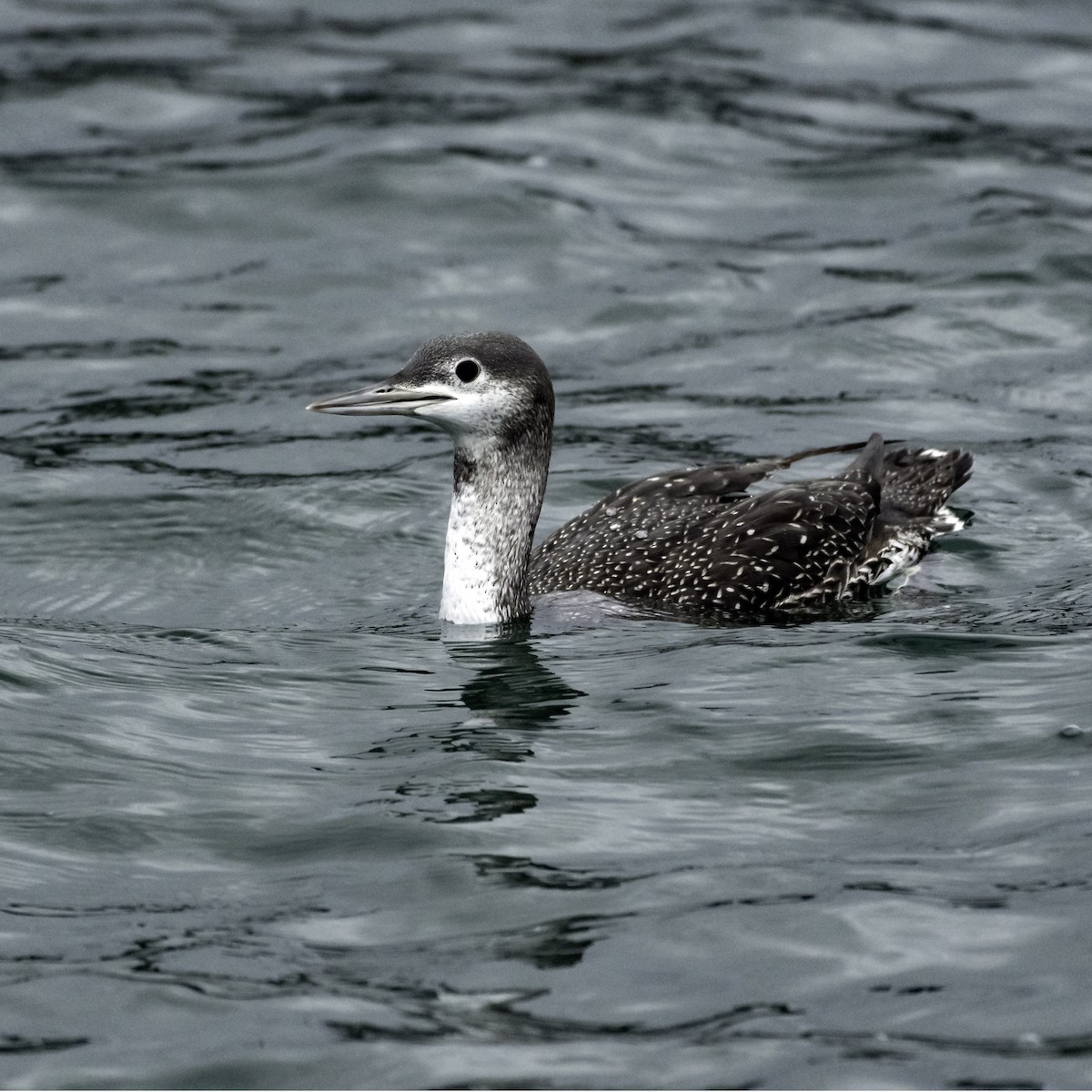 Red-throated Loon - ML612855546