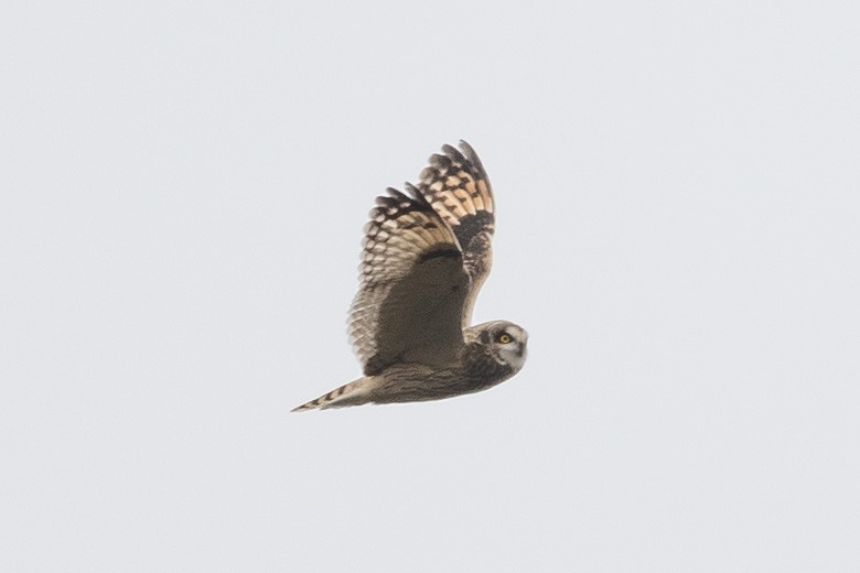 Short-eared Owl - ML612855548